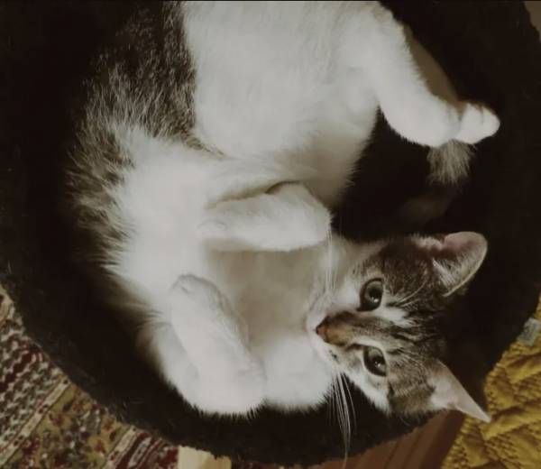 ZWIERZĘCY SAVOIR VIVRE